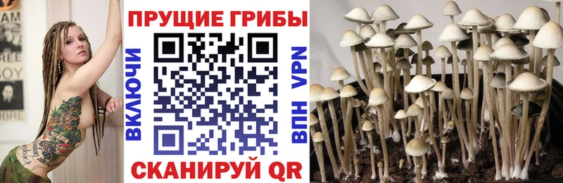 Псилоцибиновые грибы GOLDEN TEACHER наркошоп Чайковский
